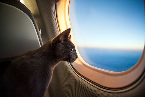 Japanese airline StarFlyer is opening its aircraft doors to pets, for 50,000 yen (approx $335).
Image: Shutterstock Japanese airline StarFlyer is opening its aircraft doors to pets, for 50,000 yen (approx $335).
Image: Shutterstock
