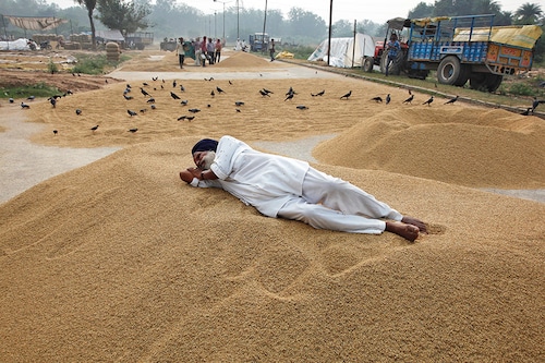 There is empirical evidence to show that a well-functioning procurement system has positively affected returns to farmers.
Image: Ajay Verma / Reuters There is empirical evidence to show that a well-functioning procurement system has positively affected returns to farmers.
Image: Ajay Verma / Reuters