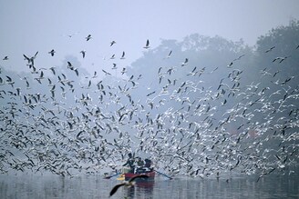People take a boat ride to feed seagulls along the Yamuna River on a cold foggy morning in New Delhi on National Birds Day, which falls on January 5 every year.