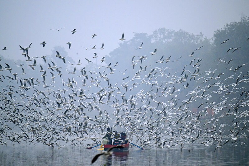 People take a boat ride to feed seagulls along the Yamuna River on a cold foggy morning in New Delhi on National Birds Day, which falls on January 5 every year.