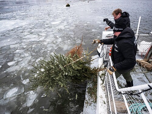 People from the Swedish Anglers Association, Sportfiskarna, throw old Christmas trees into the waters of Hammarby Sjostad, on January 12, 2024, in Stockholm. Image: Jonathan Nackstrand / AFP People from the Swedish Anglers Association, Sportfiskarna, throw old Christmas trees into the waters of Hammarby Sjostad, on January 12, 2024, in Stockholm. Image: Jonathan Nackstrand / AFP