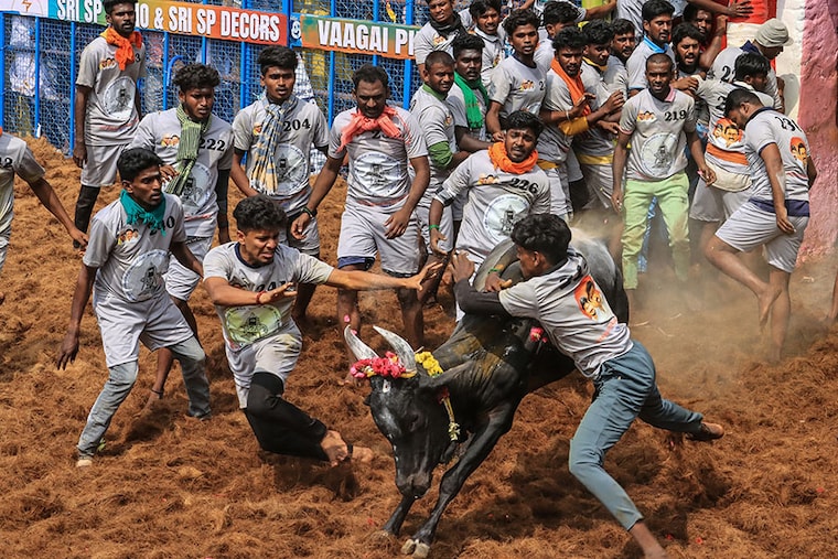 Participants try to control a bull during an annual bull-taming festival, "Jallikattu", in Palamedu village on the outskirts of Madurai on January 16, 2024.