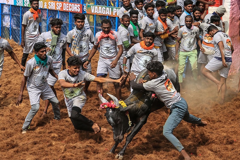 Participants try to control a bull during an annual bull-taming festival, "Jallikattu", in Palamedu village on the outskirts of Madurai on January 16, 2024.