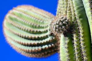 A rare species of tree cactus has gone extinct in Florida, in what is believed to be the first species lost to sea level rise in the United States.
Image: Josh Edelson / AFPÂ©