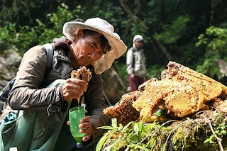 Honey hunters say shifting weather patterns and environmental threats are impacting their remote forested valleys, 100 kilometres (60 miles) northwest of Kathmandu. Image: Prakash Mathema / AFP©