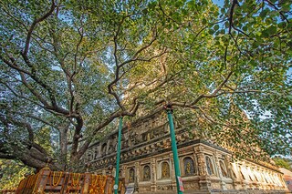 The Bodhi tree and the Mahabodhi temple complex at Bodhgaya, Bihar. Image: Shutterstock