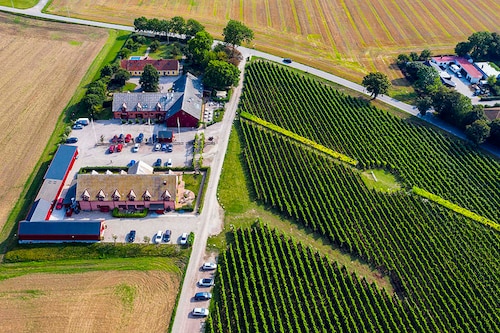 According to Magnergard, the emergence of wineries this far north is largely thanks to the development of new breeds of grapes in the 1960s and 70s, such as Solaris. Image: Jonathan Nackstrand / AFP© According to Magnergard, the emergence of wineries this far north is largely thanks to the development of new breeds of grapes in the 1960s and 70s, such as Solaris. Image: Jonathan Nackstrand / AFP©