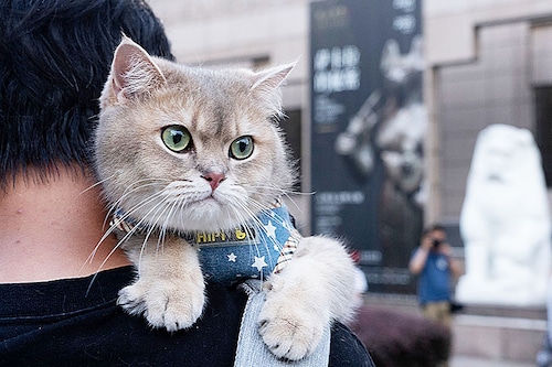 A cat rests on its owner’s shoulder while attending cat night at the Shanghai Museum in Shanghai. Image: Agatha Cantrill / AFPÂ©
