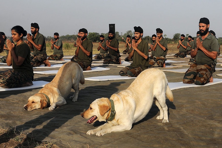 Indian Army soldiers and the dog squad performed yoga at the Line of Control (LOC) on Thursday, June 20, 2024, on the eve of the International Day of Yoga in Jammu district.