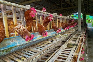 Despite India"s historical empathy towards animals, modern animal husbandry practices are in stark contrast to this tradition, and includes intensive and exploitative systems. 
Image: Shutterstock