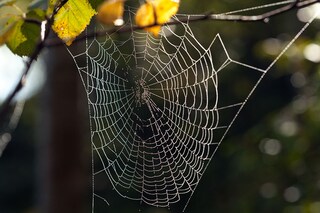 Researchers at Australia"s Curtin University (Perth) have been using DNA caught in spider webs to identify local wildlife.
Image: Shutterstock
