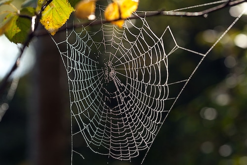 Researchers at Australia"s Curtin University (Perth) have been using DNA caught in spider webs to identify local wildlife.
Image: Shutterstock
