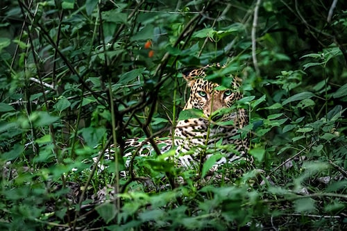 Kabini Forest Reserve (Nagarhole Tiger Reserve), India. Image: Dhruv Patil