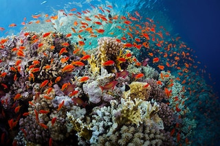 With the future of the world"s biodiversity-rich coral reefs threatened by climate change, some experts are looking for rehabilitation strategies to go alongside broader efforts to slash planet-heating pollution.
Image: Shutterstock