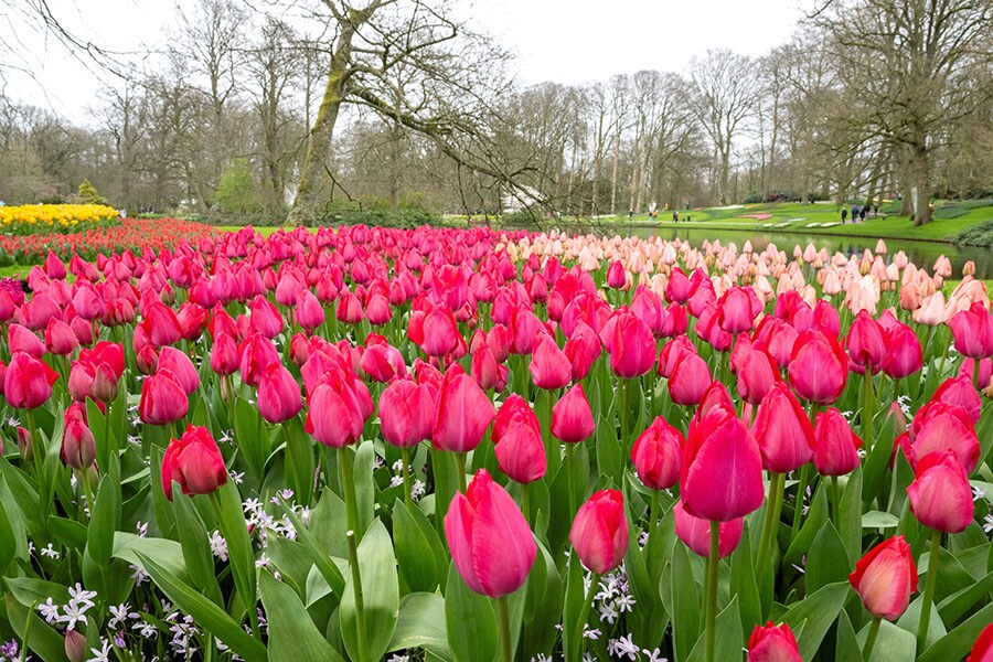 img_231277_netherlandstourismh