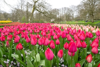 This photograph taken on March 21, 2024 shows tulips at the Keukenhof gardens in Lisse, western Netherlands, on March 21, 2024, after the world"s biggest tulip garden opened to the public for its 75th edition. - Keukenhof park, southwest of Amsterdam in the heart of "bulb country", contains millions of tulips of every colour as well as other flowers across 32 hectares. Image: Nick Gammon / AFP