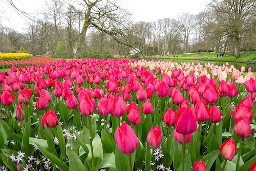 This photograph taken on March 21, 2024 shows tulips at the Keukenhof gardens in Lisse, western Netherlands, on March 21, 2024, after the world"s biggest tulip garden opened to the public for its 75th edition. - Keukenhof park, southwest of Amsterdam in the heart of "bulb country", contains millions of tulips of every colour as well as other flowers across 32 hectares. Image: Nick Gammon / AFP This photograph taken on March 21, 2024 shows tulips at the Keukenhof gardens in Lisse, western Netherlands, on March 21, 2024, after the world"s biggest tulip garden opened to the public for its 75th edition. - Keukenhof park, southwest of Amsterdam in the heart of "bulb country", contains millions of tulips of every colour as well as other flowers across 32 hectares. Image: Nick Gammon / AFP
