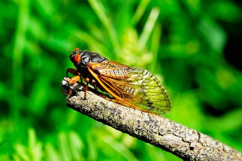 Cicadas comprise a diverse family of over 3,000 insect species found globally, with the majority of their lives spent underground in a larval state. Image: Shutterstock Cicadas comprise a diverse family of over 3,000 insect species found globally, with the majority of their lives spent underground in a larval state. Image: Shutterstock