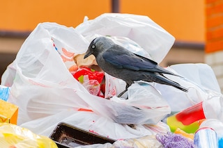 Tokyo has been waging war on crows since the early 2000s. Image credit: Photography Anton Vakhrushev©