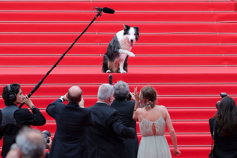 Messi, the star dog of the 2023 film "Anatomie d"une Chute" (Anatomy of a Fall), poses on the red carpet upon arriving for the opening ceremony and the screening of the film "Le Deuxià¨me Acte" at the 77th edition of the Cannes Film Festival in Cannes, France on May 14, 2024. Messi is known for his role as a guide dog that nearly overdoses on pain medication in the 2023 film. He won multiple awards for the role, including the Palm Dog Award at the 2023 Cannes Film Festival.
