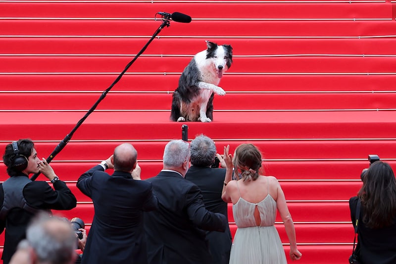 Messi, the star dog of the 2023 film "Anatomie d"une Chute" (Anatomy of a Fall), poses on the red carpet upon arriving for the opening ceremony and the screening of the film "Le Deuxià¨me Acte" at the 77th edition of the Cannes Film Festival in Cannes, France on May 14, 2024. Messi is known for his role as a guide dog that nearly overdoses on pain medication in the 2023 film. He won multiple awards for the role, including the Palm Dog Award at the 2023 Cannes Film Festival.