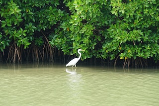 Released on the International Day for Biodiversity, IUCN said its findings show that "50 percent of the mangrove ecosystems assessed are at risk of collapse" Image: Shutterstock