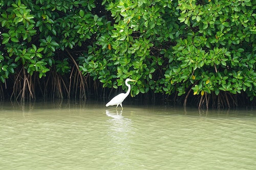 Released on the International Day for Biodiversity, IUCN said its findings show that "50 percent of the mangrove ecosystems assessed are at risk of collapse" Image: Shutterstock Released on the International Day for Biodiversity, IUCN said its findings show that "50 percent of the mangrove ecosystems assessed are at risk of collapse" Image: Shutterstock