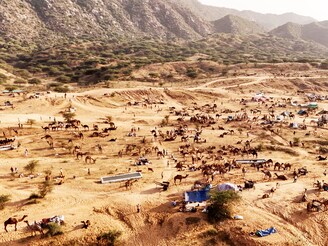 This aerial view shows a caravan of camels during the annual Camel Fair at Pushkar in Rajasthan, India"s desert state, on November 6, 2024.