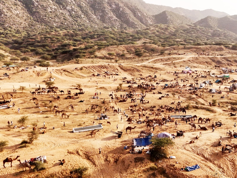 This aerial view shows a caravan of camels during the annual Camel Fair at Pushkar in Rajasthan, India"s desert state, on November 6, 2024.