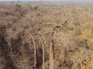 The Cerrado is crucial not only for the survival of the thousands of species that call it home but for the water supply of a large part of South America.
Image: Nelson Almeida / AFPÂ©