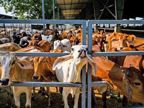 Cows kept at a gaushala (cowshed) near the Barsana Biogas Plant, a compressed biogas (CBG) production facility in Barsana Photography Punit Paranjpe / AFP