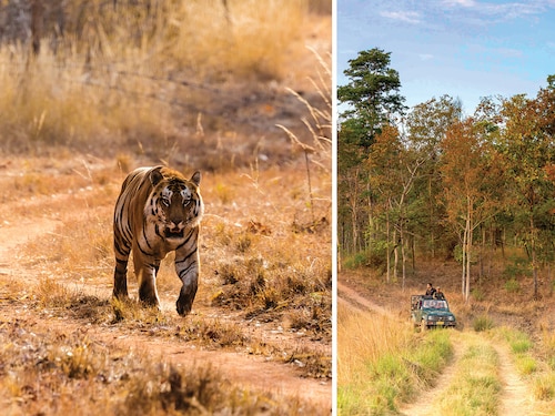From left: The tiger, India’s wildlife superstar, on a safari through Satpura National Park, designated as India’s first biosphere reserve in 1999 Â 
Image: Courtesy Charukesi Ramadurai tiger : Shutterstock