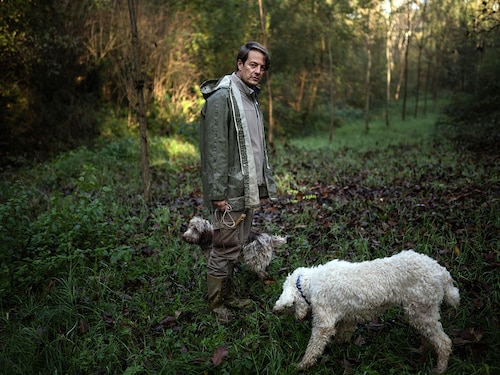 Truffle hunter Carlo Marenda and his dogs Buk and Gigino search for white truffles in the woodland area protected by “Save the truffleâ€ association, in Barolo in the Langhe countryside Photography Marco Bertorello/ AFPÂ©