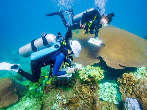A report said that in 2023, more than 20 percent of the world"s oceans experienced at least one severe to extreme marine heatwave, events that have ripple effects for marine life and fisheries.
Image: Lillian Suwanrumpha / AFPÂ©