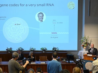 The Nobel Prize in Medicine was awarded on Monday to two US scientists for discovering microRNA, a previously unknown type of genetic switch which is hoped can pave the way for new medical breakthroughs. Image: Jonathan Nackstrand / AFP©