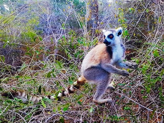 A Ring-tailed lemur who has been rehabilitated in Reniala Nature Reserve. Image: Khursheed Dinshaw