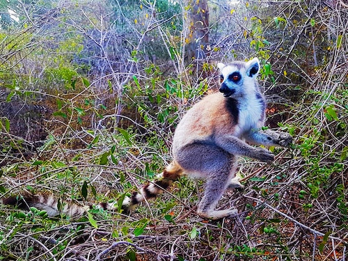 A Ring-tailed lemur who has been rehabilitated in Reniala Nature Reserve. Image: Khursheed Dinshaw A Ring-tailed lemur who has been rehabilitated in Reniala Nature Reserve. Image: Khursheed Dinshaw