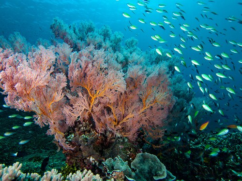 A team of researchers studied a community of tube worms deep below the surface of the Pacific ocean.
Image: Shutterstock A team of researchers studied a community of tube worms deep below the surface of the Pacific ocean.
Image: Shutterstock