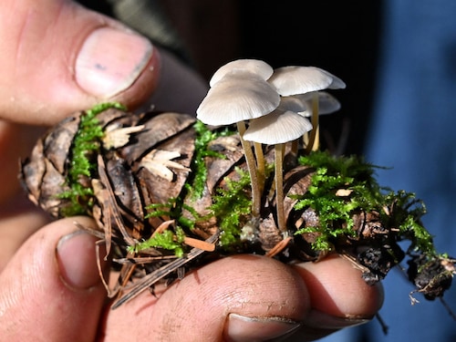 Of the at least 2.5 million species of fungus thought to exist on Earth, scientists have described around 150,000—six percent.
Image: Robyn Beck / AFP© Of the at least 2.5 million species of fungus thought to exist on Earth, scientists have described around 150,000—six percent.
Image: Robyn Beck / AFP©