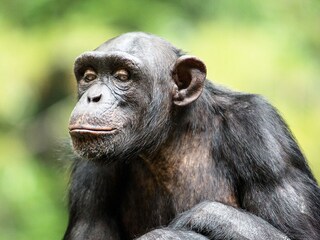 Great apes in Spai stand to benefit from a pioneering bill that would strengthen laws safeguarding their well-being.
Image: Shutterstock