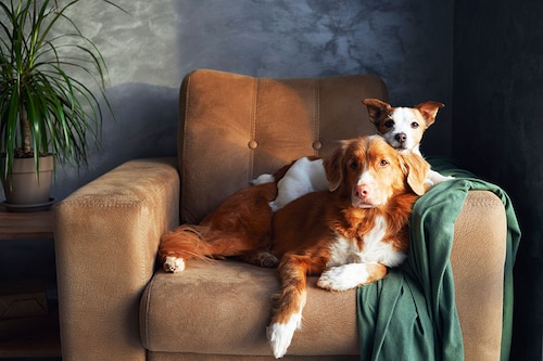 Many pet owners make home improvements to accommodate their furry friends. Image credit: Shutterstock Many pet owners make home improvements to accommodate their furry friends. Image credit: Shutterstock
