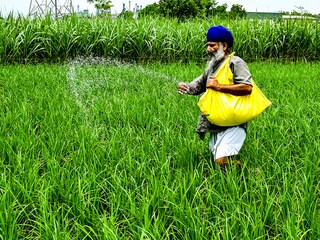 Kharif sowing patterns were similar as towards the end of August, given that sowing is complete in 100 percent of normal area.
Image: Narinder Nanu / AFP