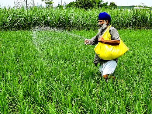 Kharif sowing patterns were similar as towards the end of August, given that sowing is complete in 100 percent of normal area.
Image: Narinder Nanu / AFP Kharif sowing patterns were similar as towards the end of August, given that sowing is complete in 100 percent of normal area.
Image: Narinder Nanu / AFP