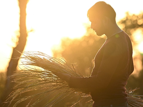 This season, kharif sowing is ending with acreage higher than last year across most crops, barring cotton, says Barclays.
Image: Money Sharma / AFP This season, kharif sowing is ending with acreage higher than last year across most crops, barring cotton, says Barclays.
Image: Money Sharma / AFP