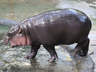 Moo Deng has become an internet sensation since her birth on July 10. Moo Deng has become an internet sensation since her birth on July 10.
Image: Lillian Suwanrumpha / AFP©