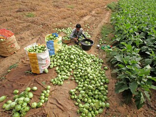 Nashik-based Sahayadri Farms has Amulified close to 26,500 smallholder farmers in the fresh fruits and vegetables segment to export premium produce to global markets
Image: STR/NurPhoto via Getty Images