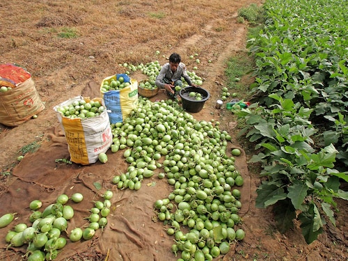 Nashik-based Sahayadri Farms has Amulified close to 26,500 smallholder farmers in the fresh fruits and vegetables segment to export premium produce to global markets
Image: STR/NurPhoto via Getty Images