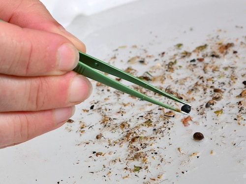 A file photo of microplastics collected from the River Rhone by researchers of the French National Centre for Scientific Research (CNRS) in Arles, France on April 10, 2025.
Image: Christophe Simon / AFP
