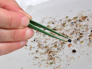 A file photo of microplastics collected from the River Rhone by researchers of the French National Centre for Scientific Research (CNRS) in Arles, France on April 10, 2025.
Image: Christophe Simon / AFP