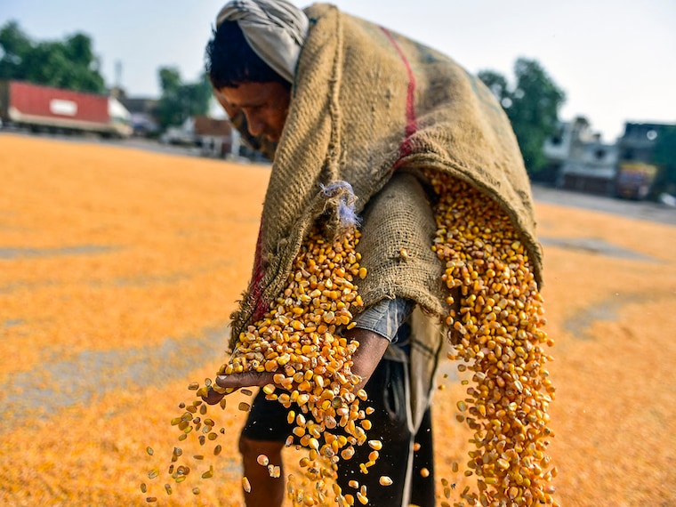 A worker dries maize kernels at a wholesale grain market in Jalandhar on August 7, 2025. Indian exporters warned that additional US tariffs risked making businesses "not viable" after President Donald Trump ordered steeper levies on Indian goods over New Delhi"s purchasing of Russian oil.